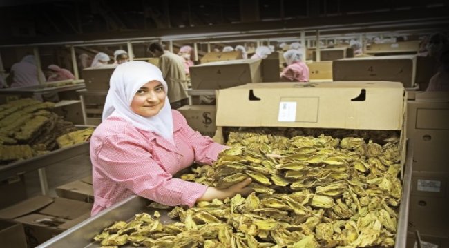 Virginia tütünüyle ihracatta sürdürülebilirlik sağlanacak