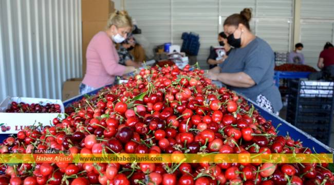 İhracatlık kirazda fiyat üreticiyi mutlu ediyor