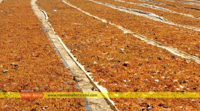 Üç kurumdan Üzüm toplantısı  Kuru üzümde kaliteyi artırmalıyız