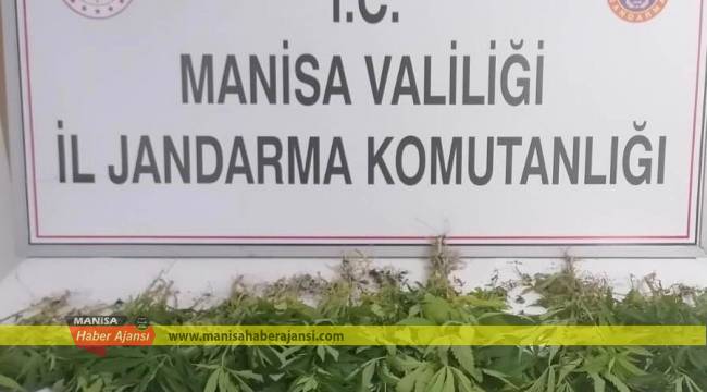 60 kök kenevir bitkisi ele geçirildi