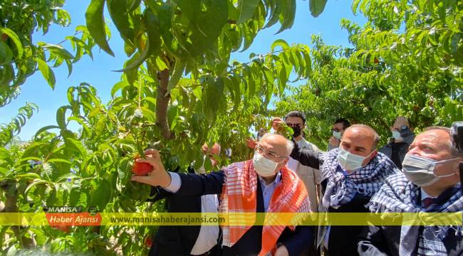 Şeftali ihracatında 170 milyon dolar ihracat bekleniyor