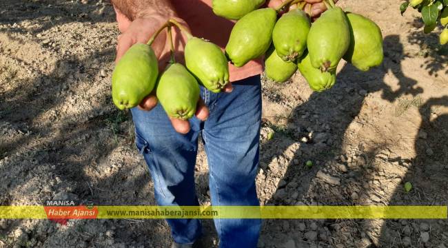 Üretici limon armudundan memnun