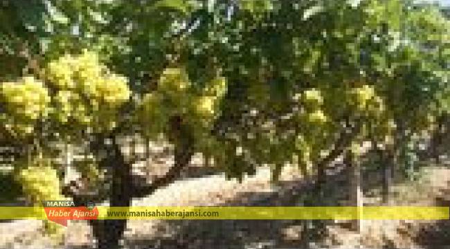 Superior Seedless Çeşidi Sofralık Üzümün ihracat yolculuğu başladı