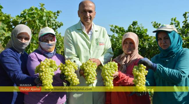 Yaş üzüm ihracatı başlıyor