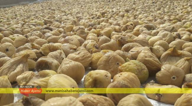 Kuru incir ihracatı 250 milyon dolara koşuyor