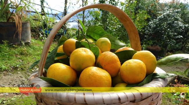 Vitamin deposu narenciyede rekolte düşüşte