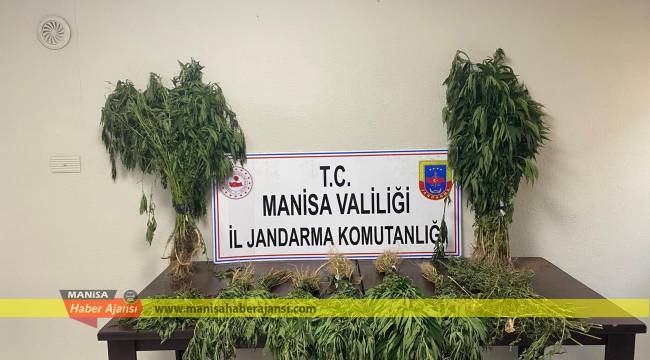 Yasadışı Kenevir Ekimi