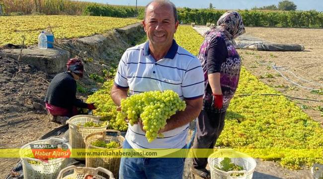 Üzüm üreticisi satırla kıyıldı