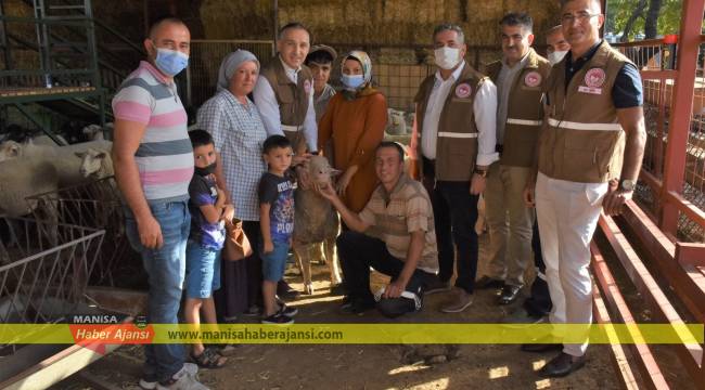 Yüzde 85 hibeli damızlık küçükbaş hayvanlar teslim ediliyor