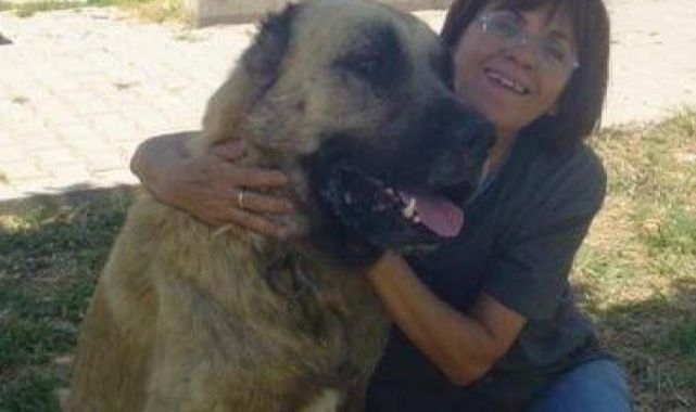 HAKDEM Başkanı Elbirliler: "Sorun köpeklerde değil görevini yapmayan belediyelerde"