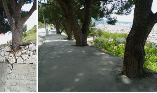 MANİSA'DA AĞAÇLAR İŞKENCE TEZGAHINDA