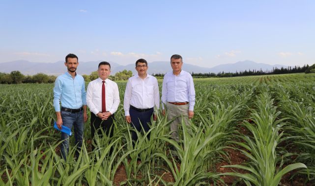 ÜRETİCİLERE BU YIL SLAJLIK MISIR, SENEYE YONCA VERİLECEK