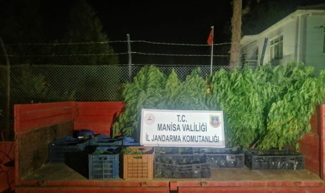 Yasa Dışı Kenevir Ekimi
