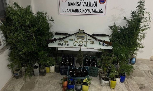 Saruhanlı'da yasadışı Kenevir ekimi...