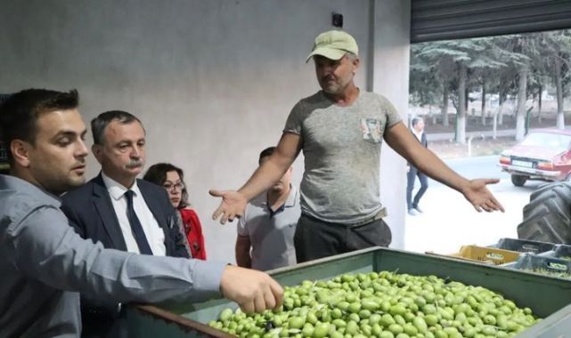 Zeytin Üreticisi Zararda!