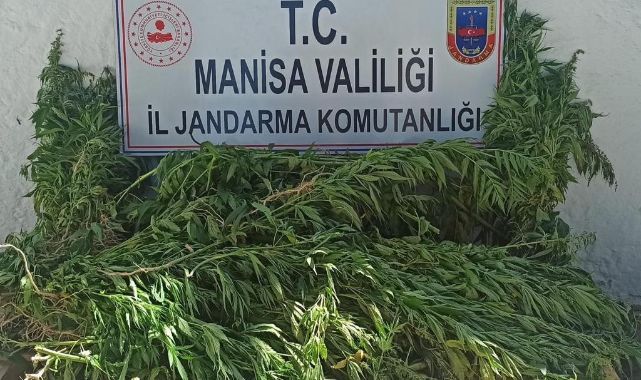 Şehzadelerde kenevir operasyonu