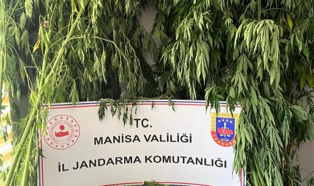 Mısır Tarlası Kamufle olarak kullanılmış
