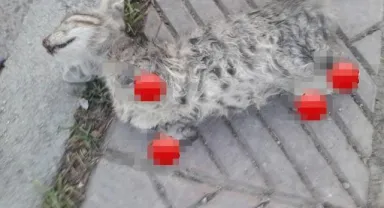 Manisa'da Vahşet!