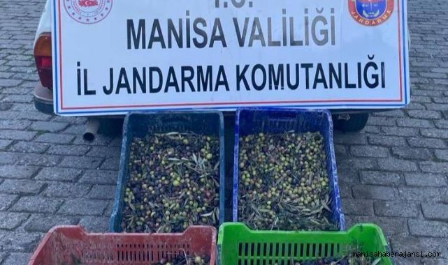 JANDARMANIN ZEYTİN HIRSIZLIKLARINI ÖNLEME ÇALIŞMALARI SÜRÜYOR