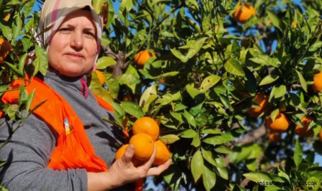 Lösev Çiftliğinde Mandalina Hasatı Yapıldı