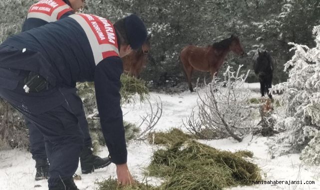 Manisa'da Yılkı Atlarına Yem Yardımı