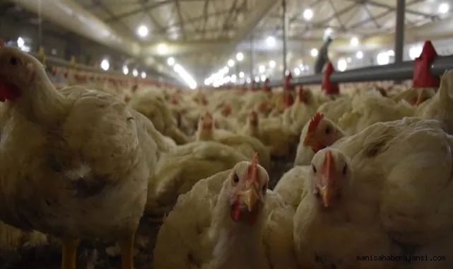 Türkiye'de Kasım Ayında Kümes Hayvancılığı Üretimi Arttı