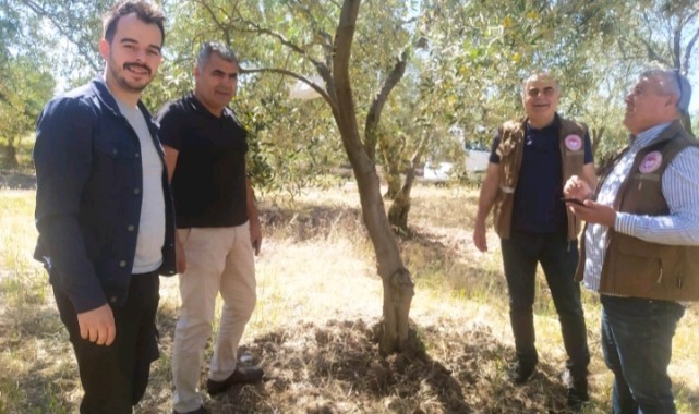 Zeytin Üreticileri Bu Duyuruyu Bekliyordu