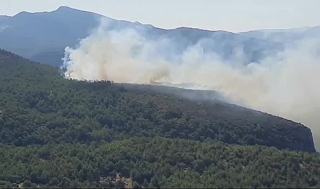 Muğla Milas'ta orman yangını