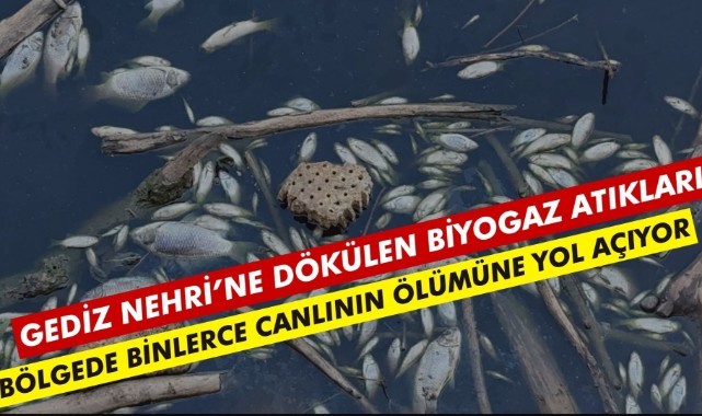 “GEDİZ NEHRİ’NE DÖKÜLEN BİYOGAZ ATIKLARI BÖLGEDE BİNLERCE CANLININ ÖLÜMÜNE YOL AÇIYOR”