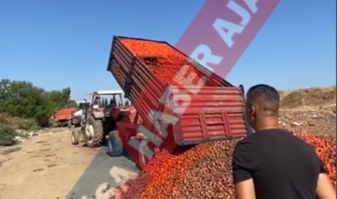 Manisa'da 40 Ton Domates Çöpe Gitti: Çiftçiler Zor Durumda