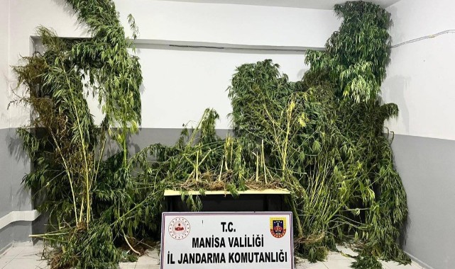 Manisa'da Uyuşturucu Operasyonu: Kenevir ve Esrar Ele Geçirildi