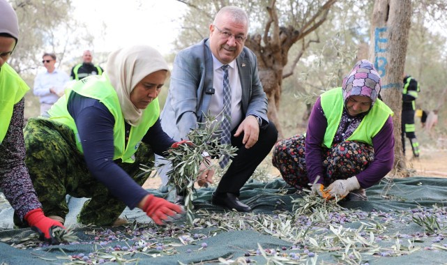Edremit Belediyesi’nde zeytin hasadı başladı