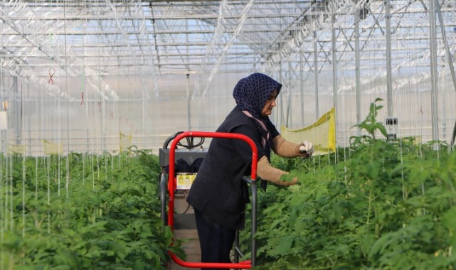 Kula Jeotermal Teknolojik Sera'da Yeni Mahsuller Yetişiyor
