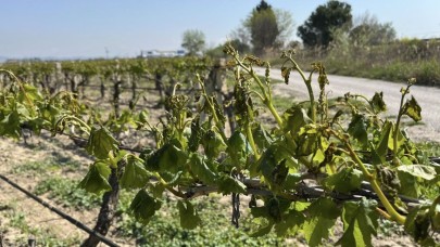 Anahtar Parti'den Don Afeti Sonrası Çiftçilere Destek Çağrısı