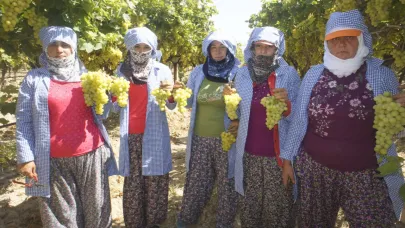 Superior Seedless Üzümünde İhracat Sezonu Başladı: Hedef 10 Milyon Dolar