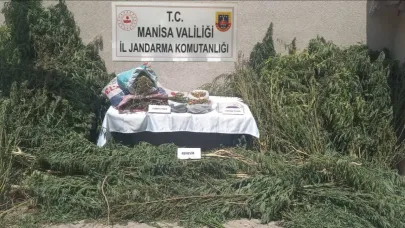 Gördes’te Yasa Dışı Kenevir Ekimi Operasyonu: 2 Gözaltı