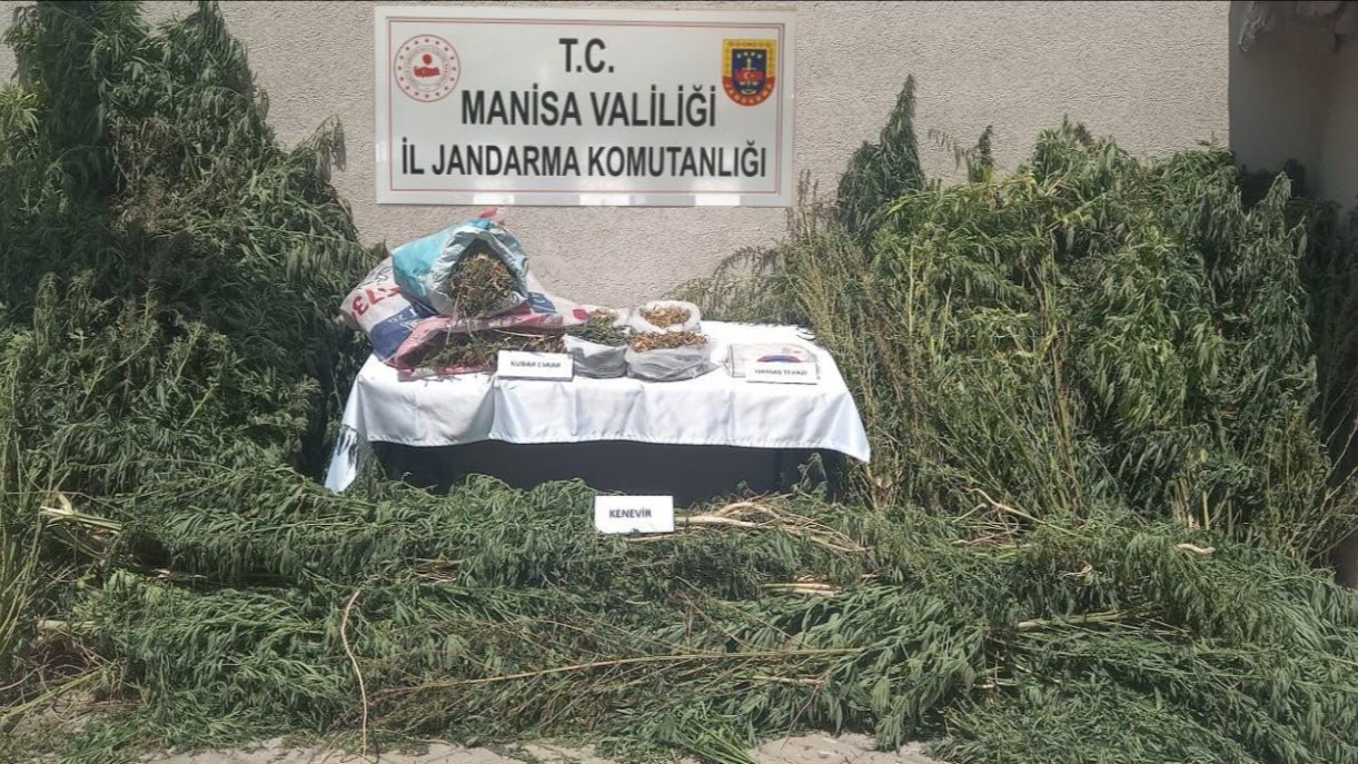 Gördes’te Yasa Dışı Kenevir Ekimi Operasyonu: 2 Gözaltı