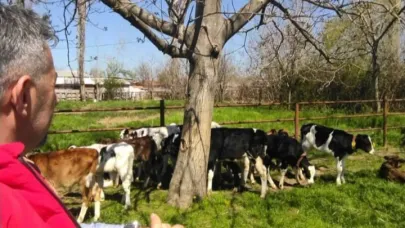 DYP’li Şimşek’ten Şap Hastalığı Uyarısı: “10 Binden Fazla Hayvan Telef Oldu”