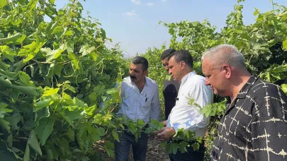 Manisalı Üzüm Üreticisi Zor Günler Yaşıyor: “Çalıştıkça Kötüye Gidiyoruz”