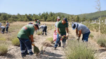 Yunusemre Belediyesi’nin Lavanta Bahçesinde Hasat Başladı