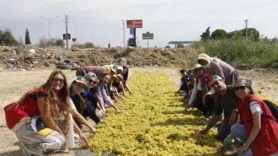 Gençler Üzüm Bağında Gönüllü Hasat Yaptı