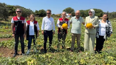 Meşhur Çeşme Kavununda Hasat Başladı