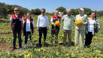 Meşhur Çeşme Kavununda Hasat Başladı