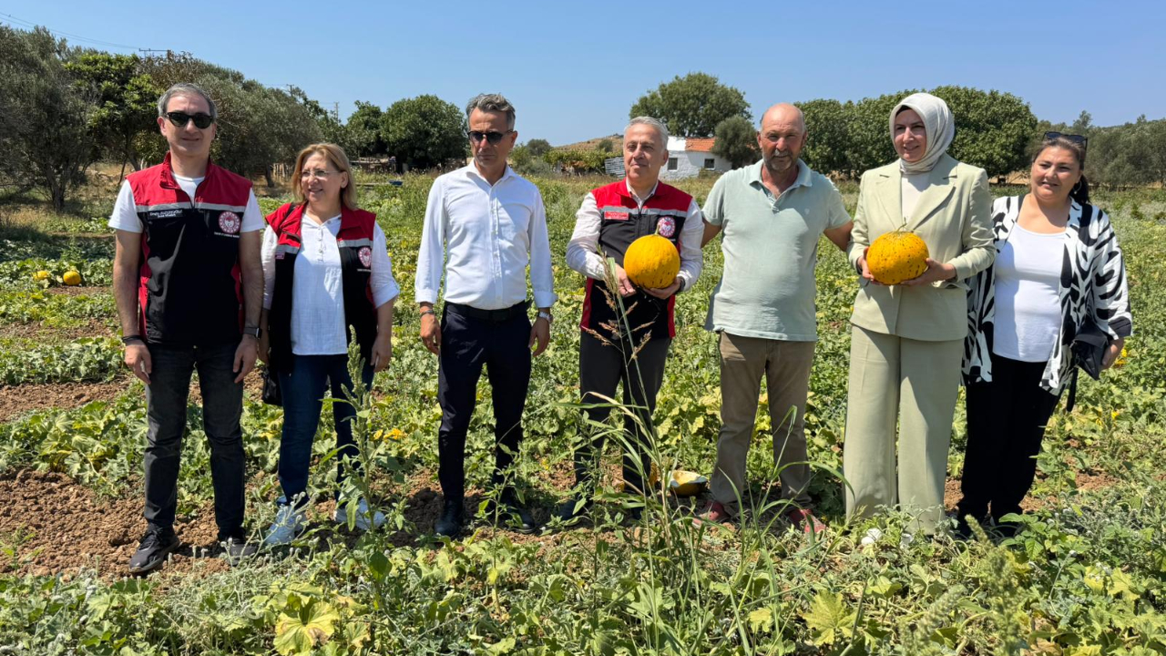 Meşhur Çeşme Kavununda Hasat Başladı