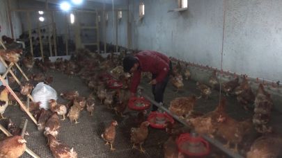 Manisa tavuk üretiminde Türkiye’nin liderleri arasında