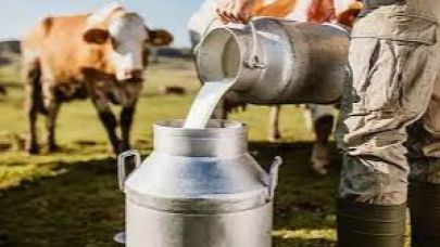 Manisa süt üretiminde Türkiye’nin güçlü merkezlerinden