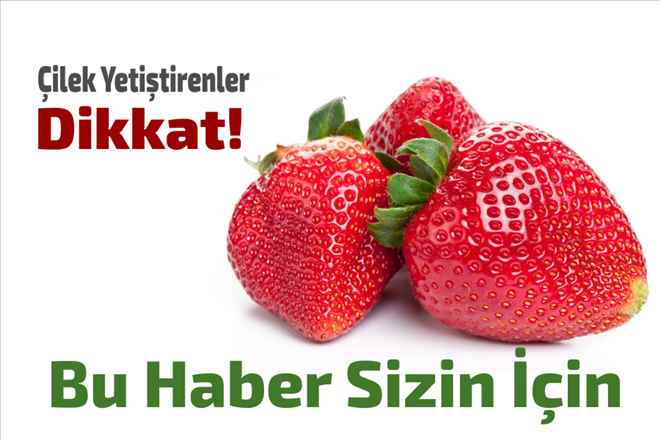 Çilek Yetiştirenler Dikkat!