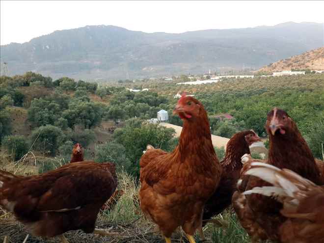 Genç Girişimcilerin Doğal Başarısı
