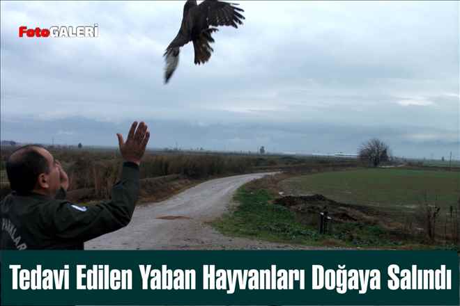 Tedavi Edilen Yaban Hayvanları Doğaya Salındı