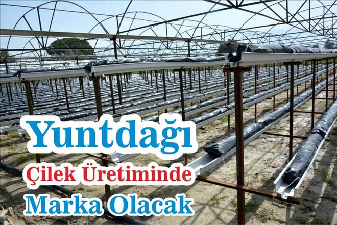 Yuntdağı Çilek Üretiminde Marka Olacak
